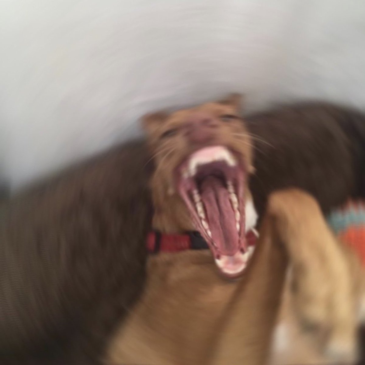 noel tree 🌲 (@noevria) on Twitter photo 