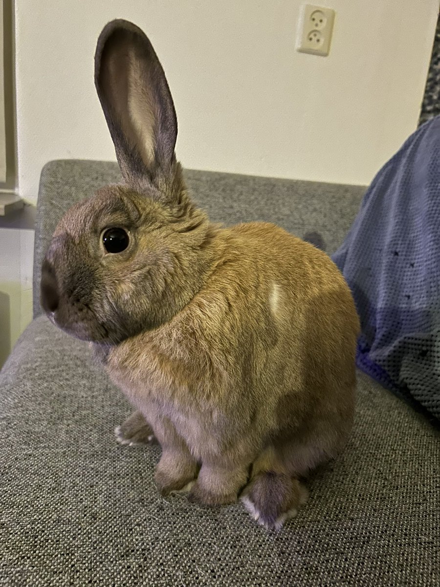 LvAPictures's tweet photo. Na een lange werkdag is niks fijner dan een avondje samen op de bank met deze… 🥰🐰❤️
#Chuck #nijn #relaxen #qualitytime #loveher https://t.co/wh6PVakg22