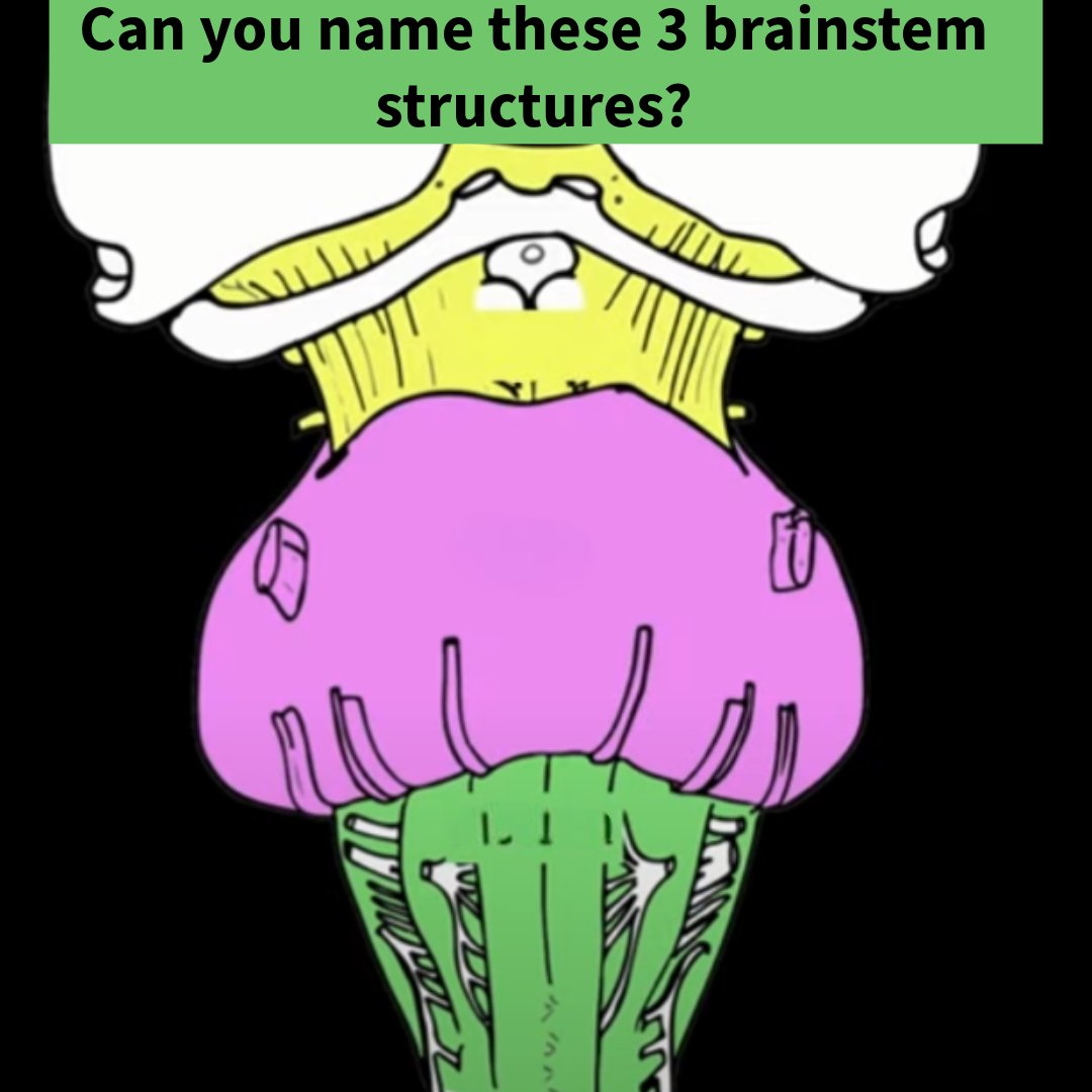 SLCBrainBee's tweet photo. Pop quiz! 

Check out the Noted Anatomist on Youtube for a neuroanatomy review:
https://t.co/ru5F8HYxkO

#brainbee #neuroscience https://t.co/IgU4ydrxB1