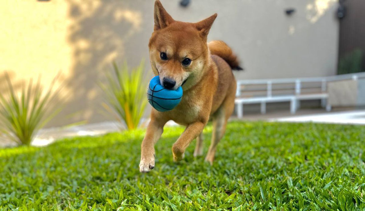 Toku keeps asking if its time yet. $TOKU