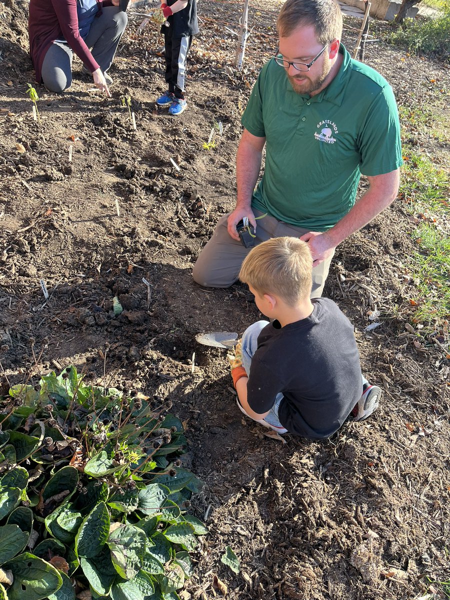 kneip_in_kinder's tweet photo. We spent the afternoon planting some milkweed to make Morton a monarch caterpillar habitat next spring!! 🌱🐛🦋 @MPS_Morton @MalonePrincipal https://t.co/aunLj9pgpQ