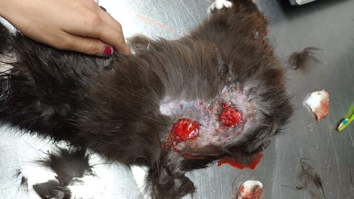 Lianator3000's tweet photo. Por favor, me ayudarían mucho difundiendo esto. Tratamos de darle el mejor tratamiento a nuestro gato. Cualquier donativo pueden hacerlo a:
https://t.co/zEulUzRm9Y https://t.co/M1222TjOih