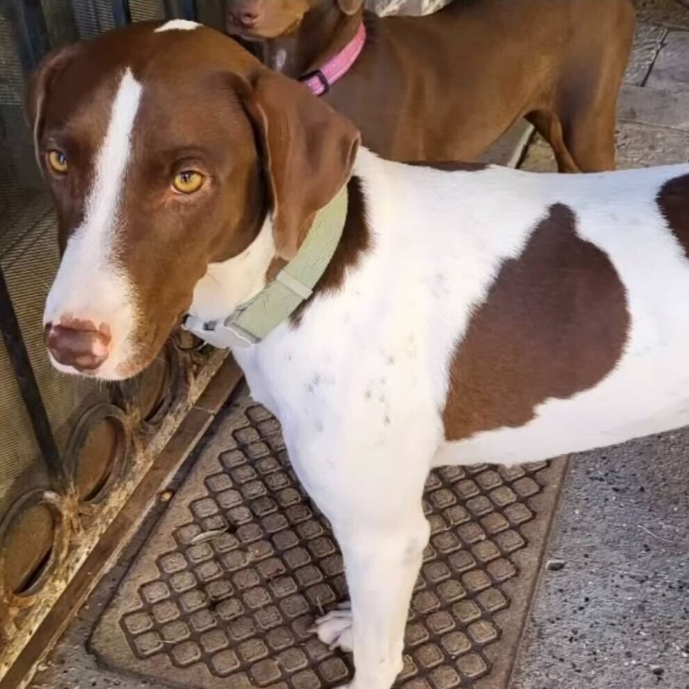 Dog lovers, unite! 🐾

On Sunday, November 17th from 12-3 PM, our friends from Cane Rosso Rescue are bringing a pack of adorable, adoptable dogs to the brewery! 🐶

Come grab a craft beer, enjoy the day, and maybe even meet your new best friend. 🍻❤️
