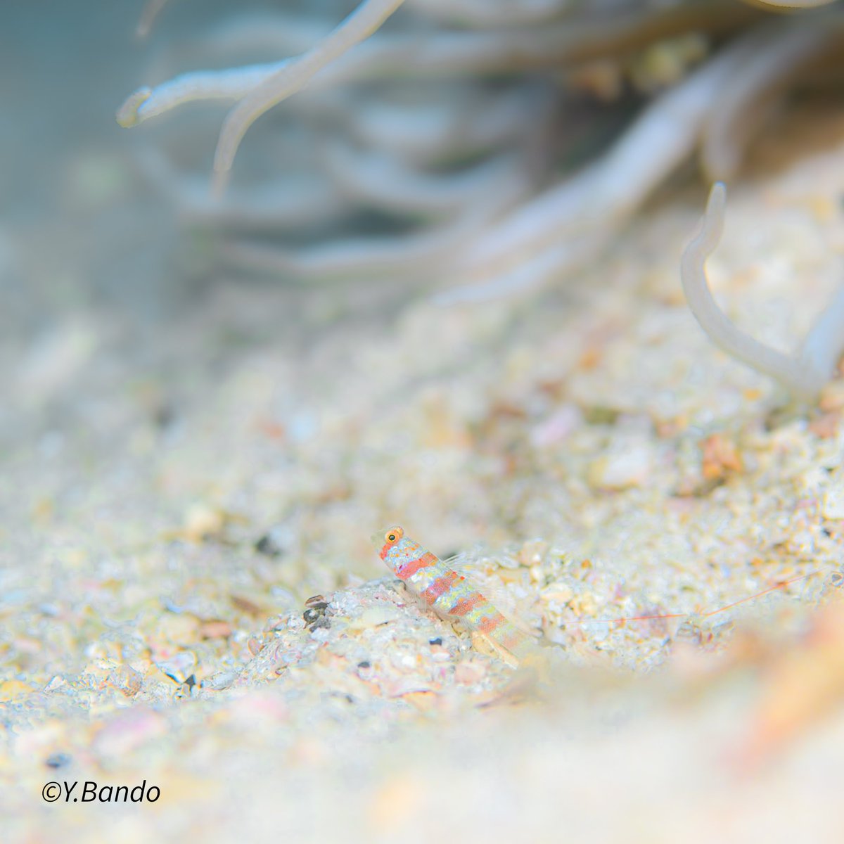 banchan12's tweet photo. アカクビハセ遠くを見て何を思うか……エサエサ
#アカクビハゼ #diving #squbadiving #underwaterphoto #macrophotography https://t.co/3KLd84CqVb