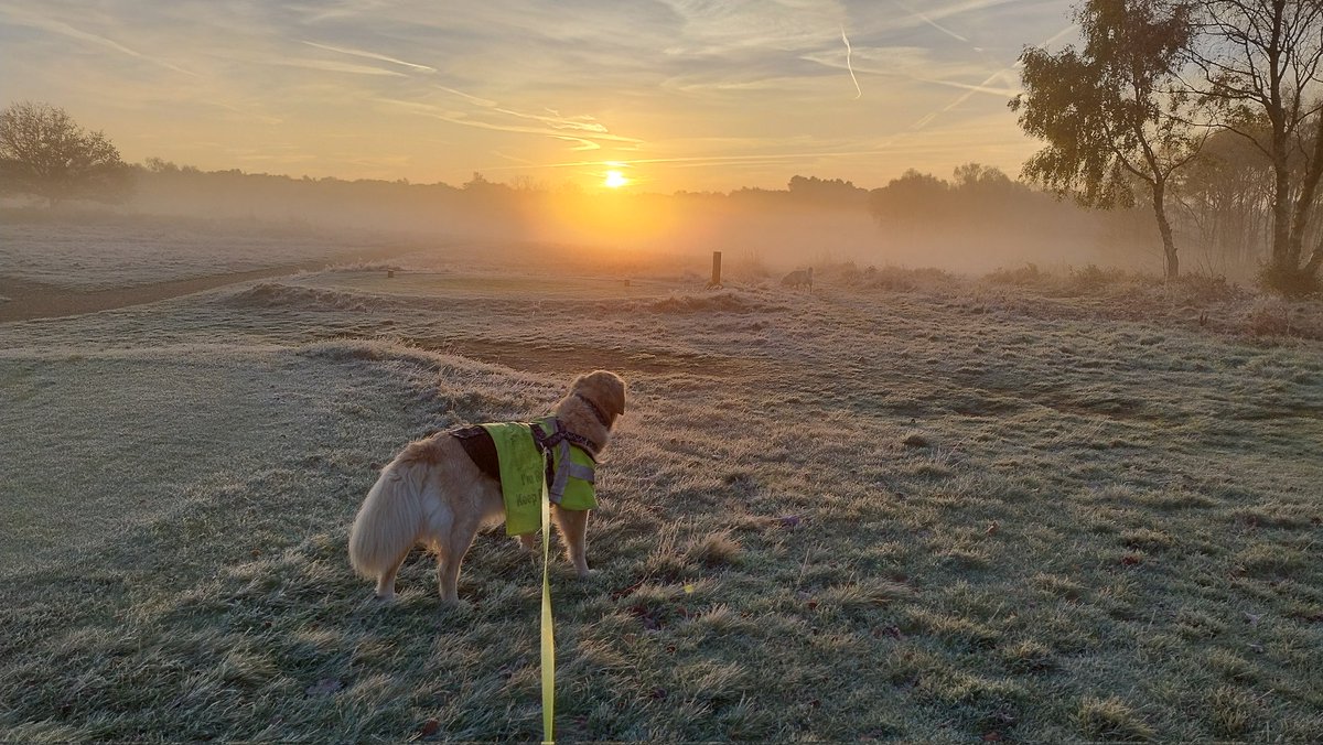 kitteridge_lisa's tweet image. Amazing frosty sunrise for our walk.

Our success earlier this week disappeared.
7 dogs seen, 4 big reactions 🥹🤦🏼‍♀️ Not sure why.

I just can&apos;t find anything that gives him a dopamine hit like reacting does. The dogs were all far enough away, but he barked anyway🤷🏼‍♀️☹️

#reactivity
