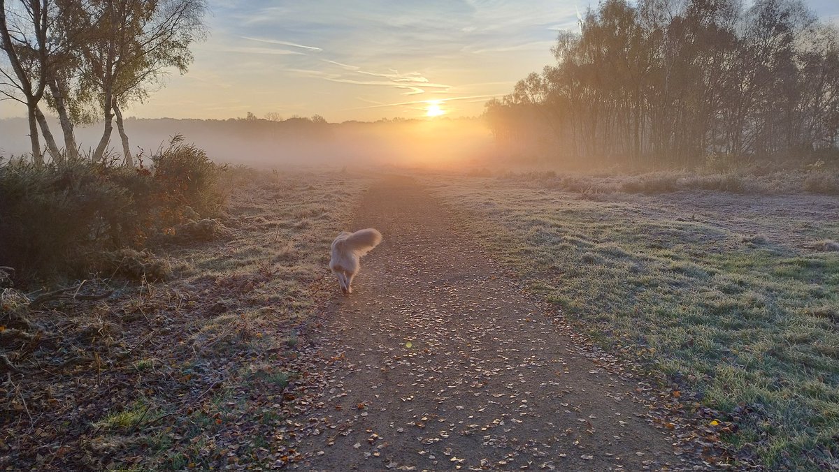kitteridge_lisa's tweet image. Amazing frosty sunrise for our walk.

Our success earlier this week disappeared.
7 dogs seen, 4 big reactions 🥹🤦🏼‍♀️ Not sure why.

I just can&apos;t find anything that gives him a dopamine hit like reacting does. The dogs were all far enough away, but he barked anyway🤷🏼‍♀️☹️

#reactivity