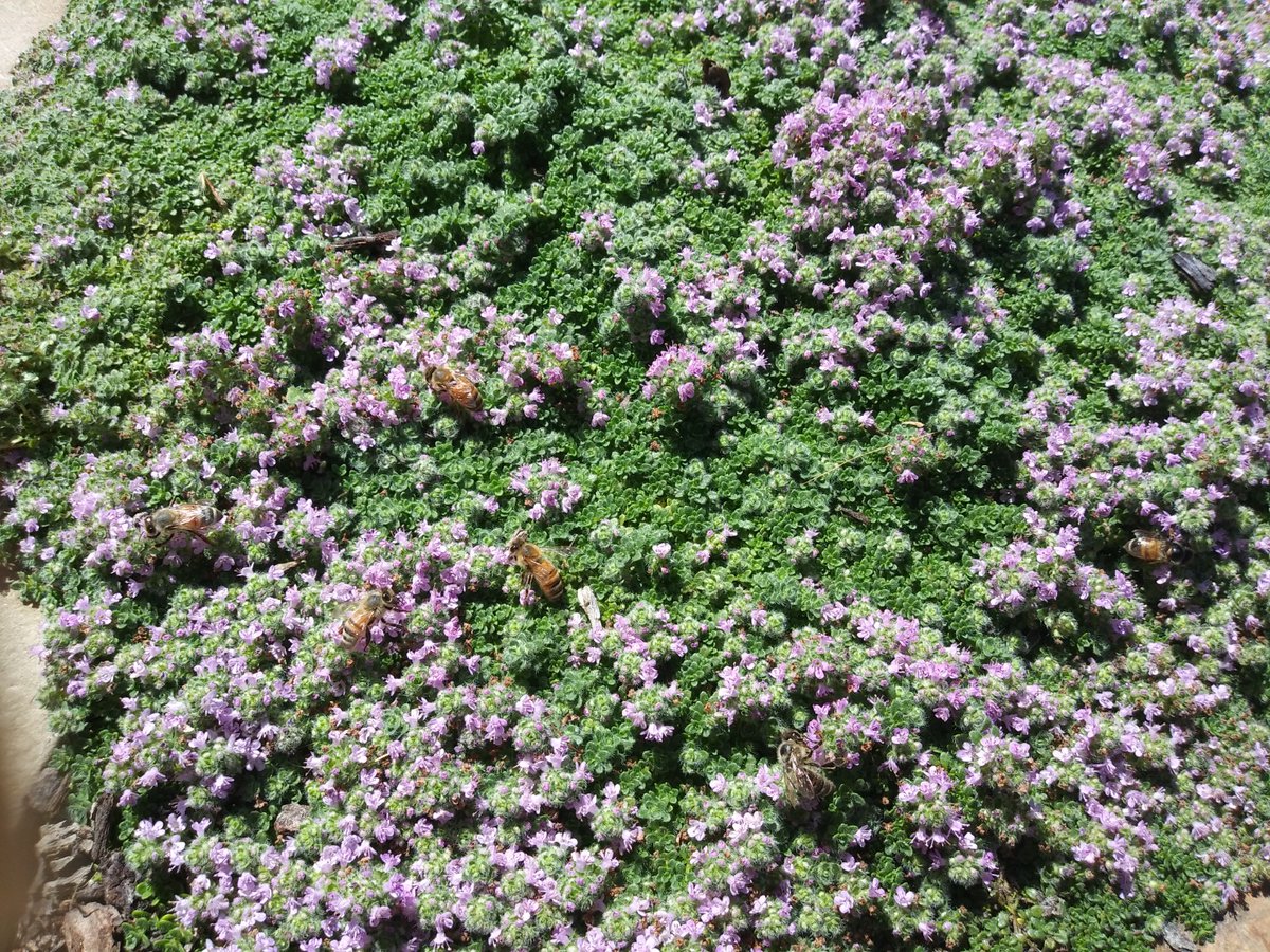 HCGPlants's tweet photo. Meet the Grand prize winners for the Summer 2024 Customer Photo Contest!

4 Different Categories:
Waterwise: Margaret C 
Natural Nectar: Karna M   
Habitat Creation: Mimi  B
Beautiful Waterwise Transformations: Austin S https://t.co/oHIzdy0EQD
