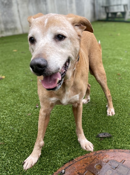 CuyahogaCounty's tweet photo. It's Adopt a Senior Month, and @CuyahogaDogs has the perfect gentleman for you. Meet Harvey! He's 12 years old, does great on the leash, and is ready to be adopted by someone who seeks easy companionship. Meet him at https://t.co/4Zza25J0Yj. #POTW #Petoftheweek https://t.co/0sbqmDgX1I