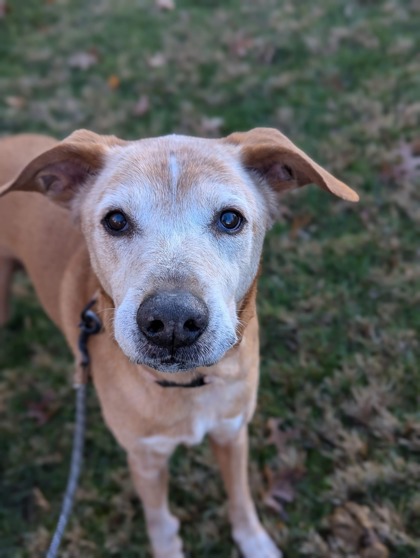 CuyahogaCounty's tweet photo. It's Adopt a Senior Month, and @CuyahogaDogs has the perfect gentleman for you. Meet Harvey! He's 12 years old, does great on the leash, and is ready to be adopted by someone who seeks easy companionship. Meet him at https://t.co/4Zza25J0Yj. #POTW #Petoftheweek https://t.co/0sbqmDgX1I