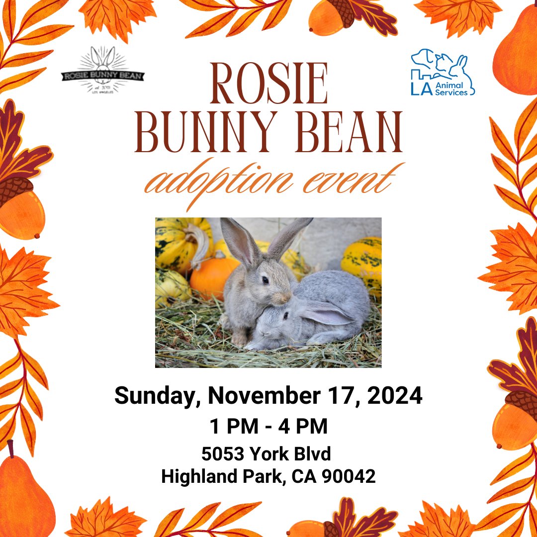 LACityPets's tweet photo. Join LA Animal Services staff and volunteers for an MPA at Rosie Bunny Bean, located at 5053 York Blvd, Highland Park, CA 90042, on Sunday, November 17th from 1PM-4PM and meet some of our adoptable rabbits! #lacitypets #adopt #rabbitsofLA #rabbits #losangeles https://t.co/ySr4ICFd1G