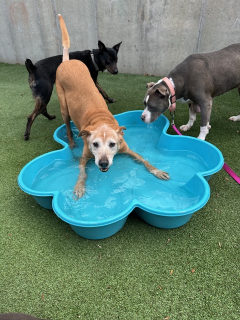 It's Adopt a Senior Month, and <a href="/CuyahogaDogs/">CuyahogaDogs</a> has the perfect gentleman for you. Meet Harvey! He's 12 years old, does great on the leash, and is ready to be adopted by someone who seeks easy companionship. Meet him at cuyahogadogs.com. #POTW #Petoftheweek