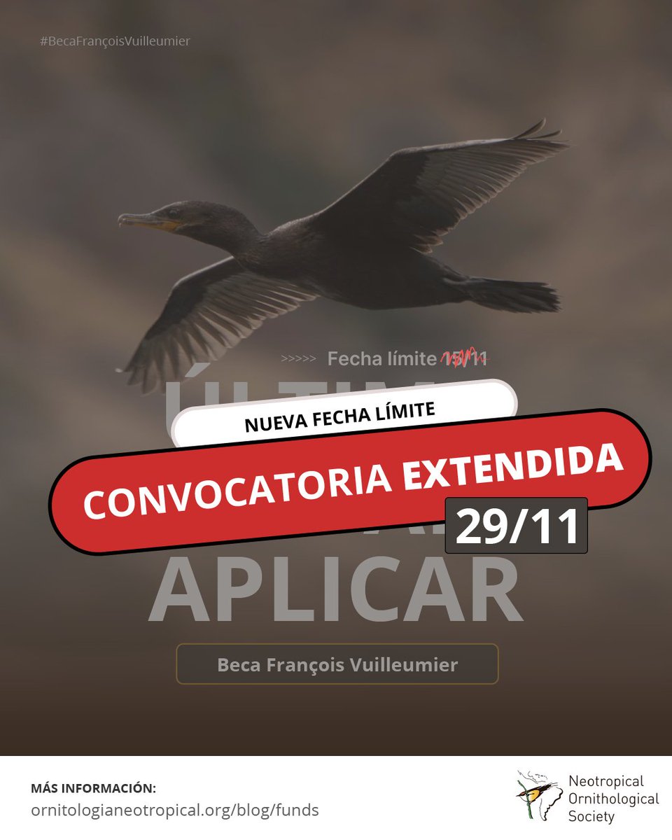 ¡Extendemos la convocatoria a las #Becas "François Vuilleumier"!  🤩

Tienes tiempo de enviar tu postulación hasta el 29/11 a las 23:59 GMT-5.

✅Para aplicar a esta beca debes ser miembro de la Sociedad de Ornitología Neotropical.

🔗 Más información:
ornitologianeotropical.org/blog/funds