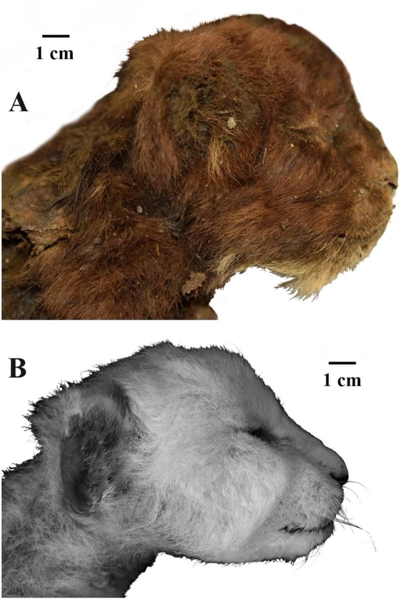 InformaCosmos's tweet image. Recientemente, se ha encontrado en el permafrost siberiano una momia sorprendentemente bien conservada de un cachorro de dientes de sable, identificado como Homotherium latidens.

Este cachorro, datado en unos 35,000 años del Pleistoceno Superior, ha permitido a los científicos…