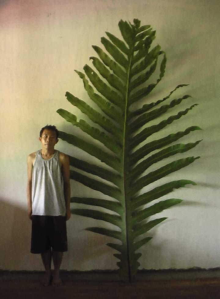 Chris Thorogood (@thorogoodchris1) on Twitter photo Did you ever see such an enormous fern leaf? This is Hercules' fern (Drynaria heracleum) from the rainforests of Southeast Asia, with trail-running fern specialist <a href="/JRCallado/">John Rey Callado</a> for scale 💚 Did you ever see such an enormous fern leaf? This is Hercules' fern (Drynaria heracleum) from the rainforests of Southeast Asia, with trail-running fern specialist <a href="/JRCallado/">John Rey Callado</a> for scale 💚