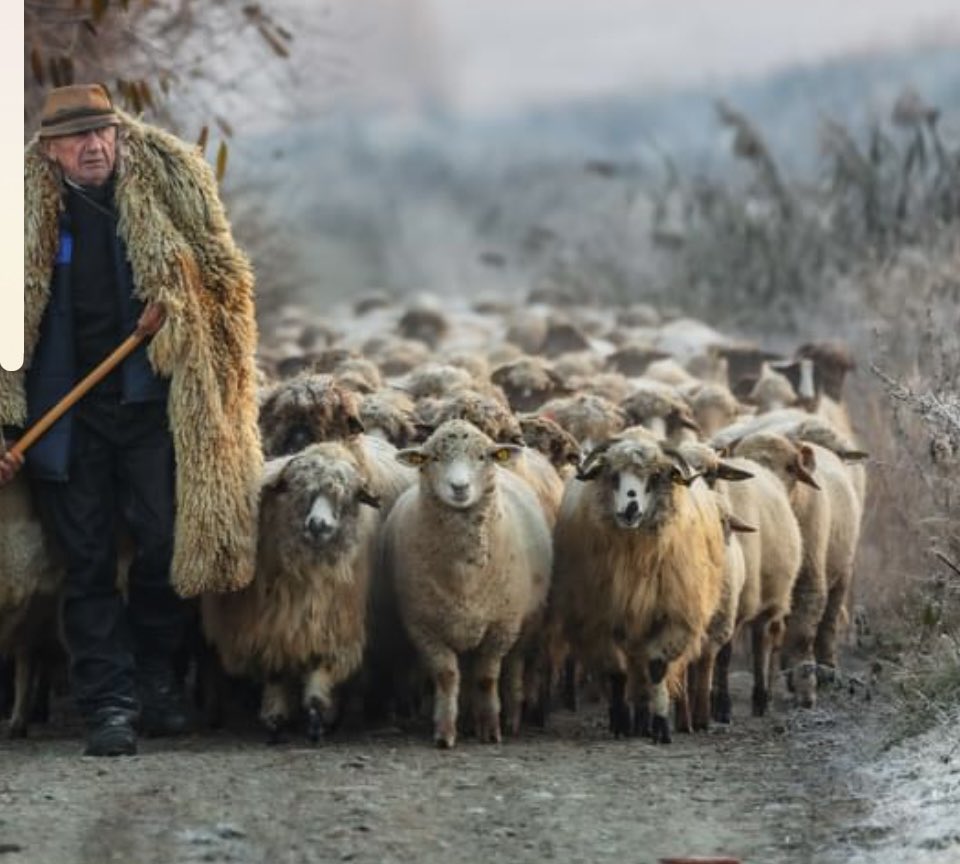 rattycastle's tweet image. More amazing pictures from #JenoMajor  #shepherding at 81 years old in Romania 🇷🇴 I permission to share ❤️❤️