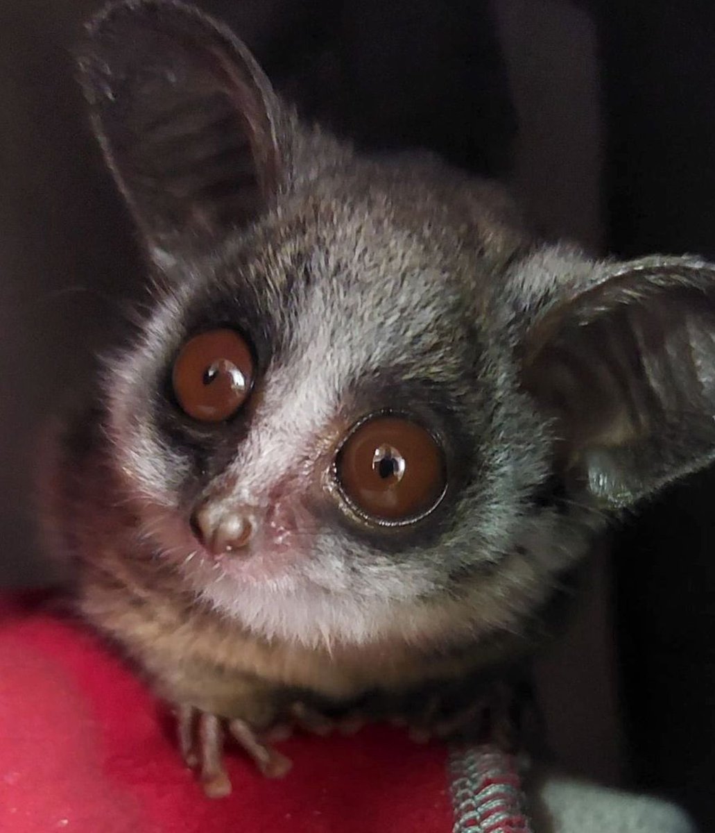 Guess what? I hold 1% of the $APPL supply, and it’s not just about me—it’s about giving back! 🐾 Every milestone helps my sanctuary and friends thrive. Investing in $APPL means investing in a better jungle life. 🌿✨ #CryptoForACause #BushbabyBoss”