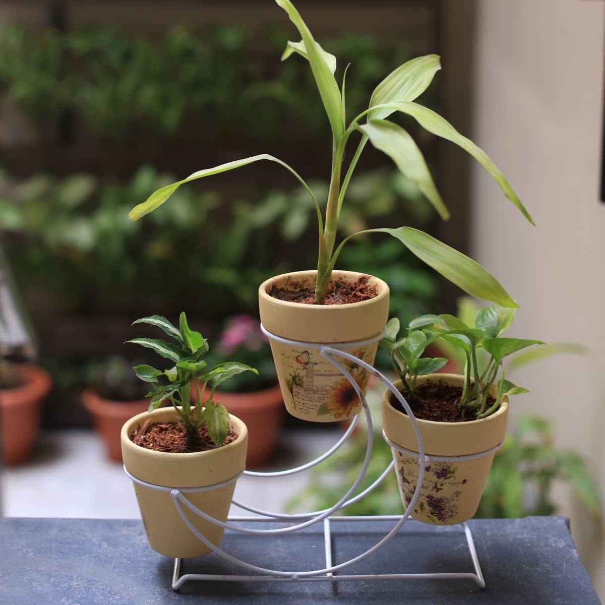 CenCalRealtyGrp's tweet photo. Don’t you just love showing off your favorite potted plants? Are you thinking of ways to highlight your potted plants on your patio? Then you're in the right place!
 https://t.co/uUCQlPuQCe https://t.co/8gupp5dvw9