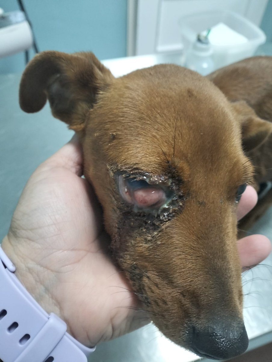 SilviaMylo's tweet photo. Esto es terrible, indecente, inhumano 😭 💔
Copio :
Sevilla !!!! Me avisan de este cachorro !!!!😭😭😭 Mirar cómo tiene su ojito, necesita asistencia veterinaria ya  y unos cuidados, en su 👁️👁️👁️. 637528359 https://t.co/KTx5VfT4VB