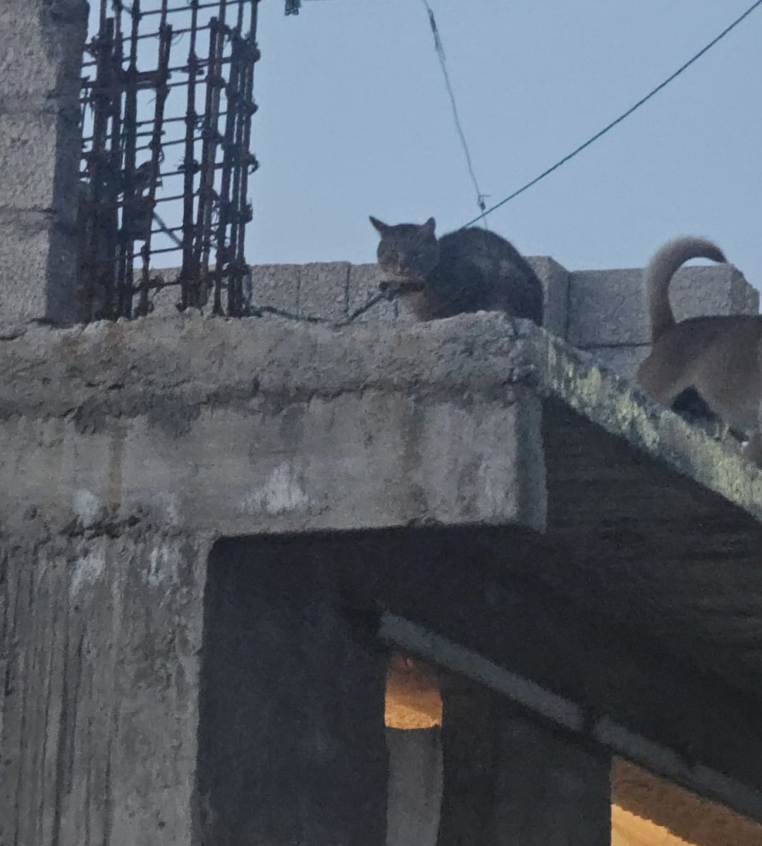 Antonio Nieto tweet media