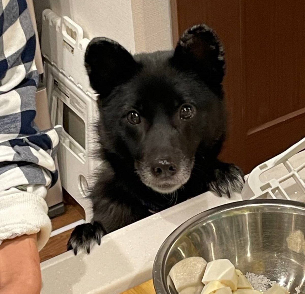 【#里親募集】「人も犬も大好き！社会勉強を頑張っているさつきちゃん」#神奈川県 #愛甲郡 - 犬の里親募集(431869) :: ペットのおうち pet-home.jp/dogs/kanagawa/… #保護犬 #雑種犬 #中型犬 #犬 #栃木県