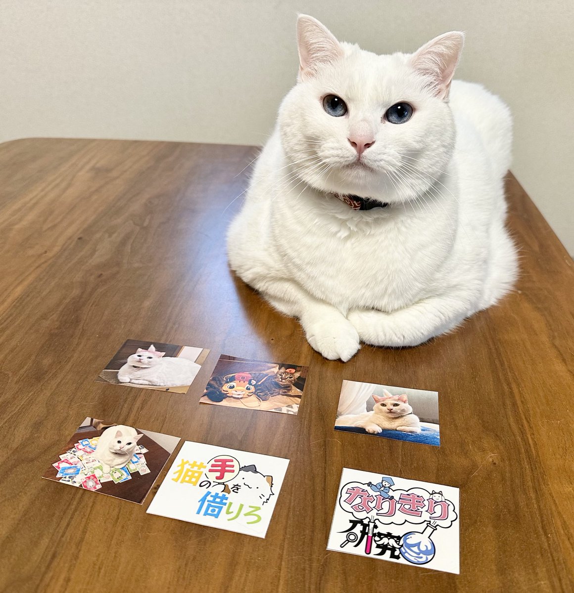 tmrks_tofu's tweet photo. おはようございます！今日は@ocb_gamesclub としてゲムマに参加します！
今回も我が家の猫のシールを作ってもらったのですが、たくさんの方に見ていただいたあれもシールにしてもらいました笑
無料でお配りしているので、シールもらうだけでもお話だけでも立ち寄っていただけると嬉しいです！ https://t.co/KdzHLLkZ5u