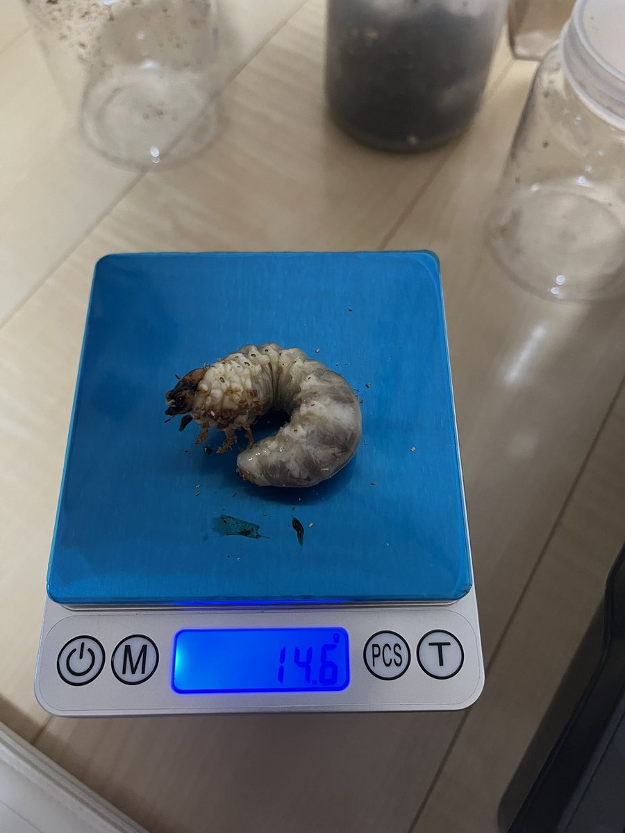 VELL304's tweet photo. 能勢YG血統4頭。
2.5か月だけど2本目の菌糸ビン交換。
常温飼育でよく伸びたと、幼虫たちを褒めてやりたい🔥

#能勢YG血統 https://t.co/iiAFg7sVyE
