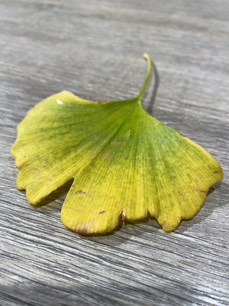 Regina Ray tweet media