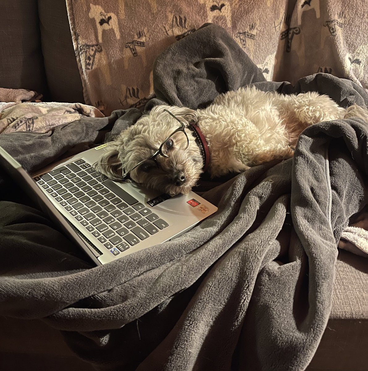 kiwithedoge's tweet photo. Friday night, work's done, and the dog's happy with his Tesla stock🐾📈
#FridayVibes #EndOfWorkWeek #DogsLover #PetLife #SleepyPuppy
#TeslaInvestor #StockMarket
#ChillMode #DogAtWork
#InvestingInDreams ✨💫
@Tesla https://t.co/hysHbtSxoA