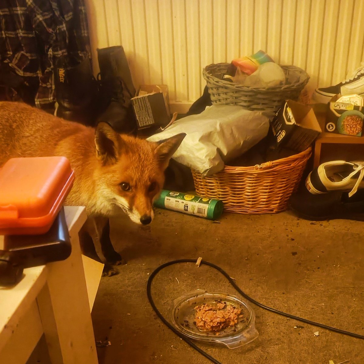 Josh Ellis tweet media