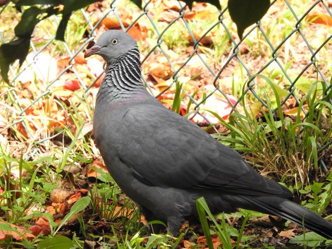a_london_pigeon's tweet image. Trocaz Pigeon (Columba trocaz)  #Madeira #February2017
📷  Steve Atkinson @atkinson_steve
A darker Woodpigeon relative.
'Trocaz' is a Madeiran variant of Portuguese ‘torcaz', from Latin ‘torquis', a collar .. refers to the neck patches which meet at the back of the neck.