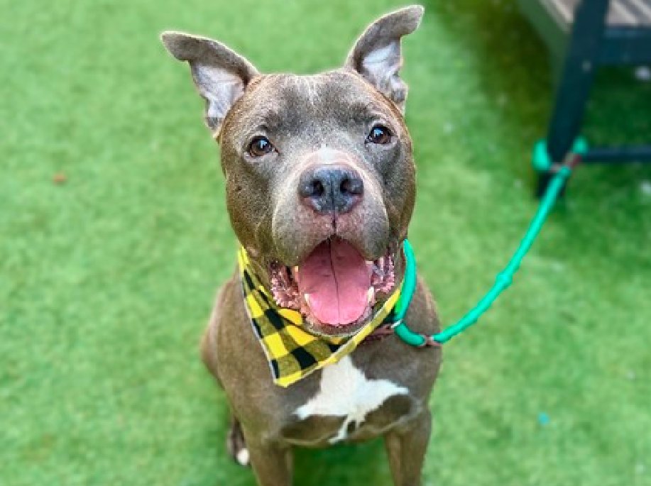 zjnov22's tweet photo. 💎Steel💕 is 🐕-friendly & 🐈-friendly😲❣️#NYC
💝#SeniorDog💝 💎Please #adopt him if you can💛🦋
🚨#Manhattan ACC🚨 ✨ID #210980🌟 #NewYork #NY
💕#AdoptASeniorMonth💕 #Pittie💛 #PibblePower💛💫 https://t.co/q24dtUU96U