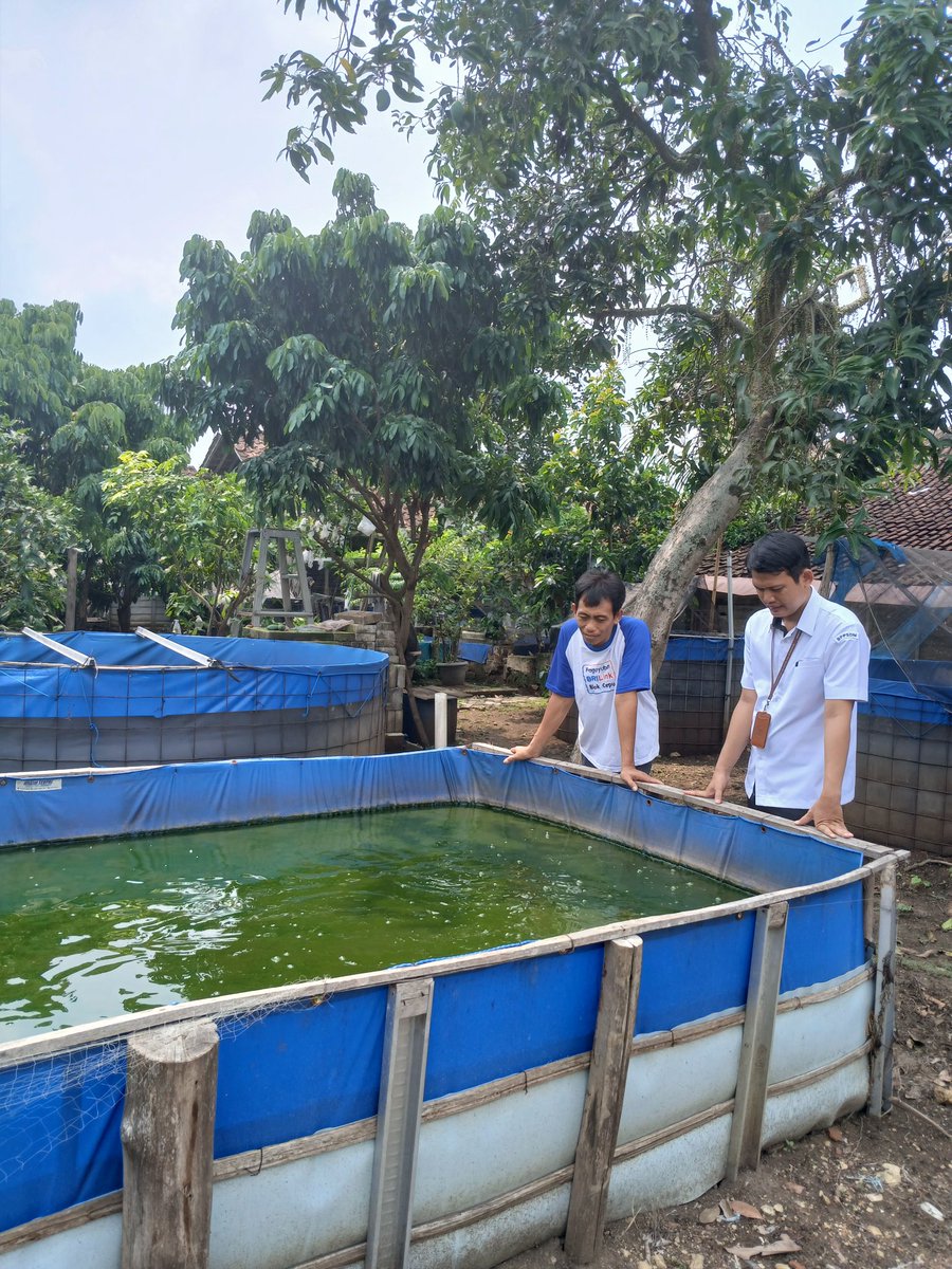 Firman_discuss's tweet photo. Rabu(13/11/24) Luhkan Blora Muhammad Firman, melaksanakan anjangsana pendataan produksi budidaya Ikan Lele di Pokdakan Berkah Mandiri Temengeng, jumlah produksi sekitar 200 kg/bulan
#luhlapor
#GiatLuhkanSatminkalBogor
@pusluh_bppsdm 
@PKBLU_bp3tegal https://t.co/EcKFWzPqIi