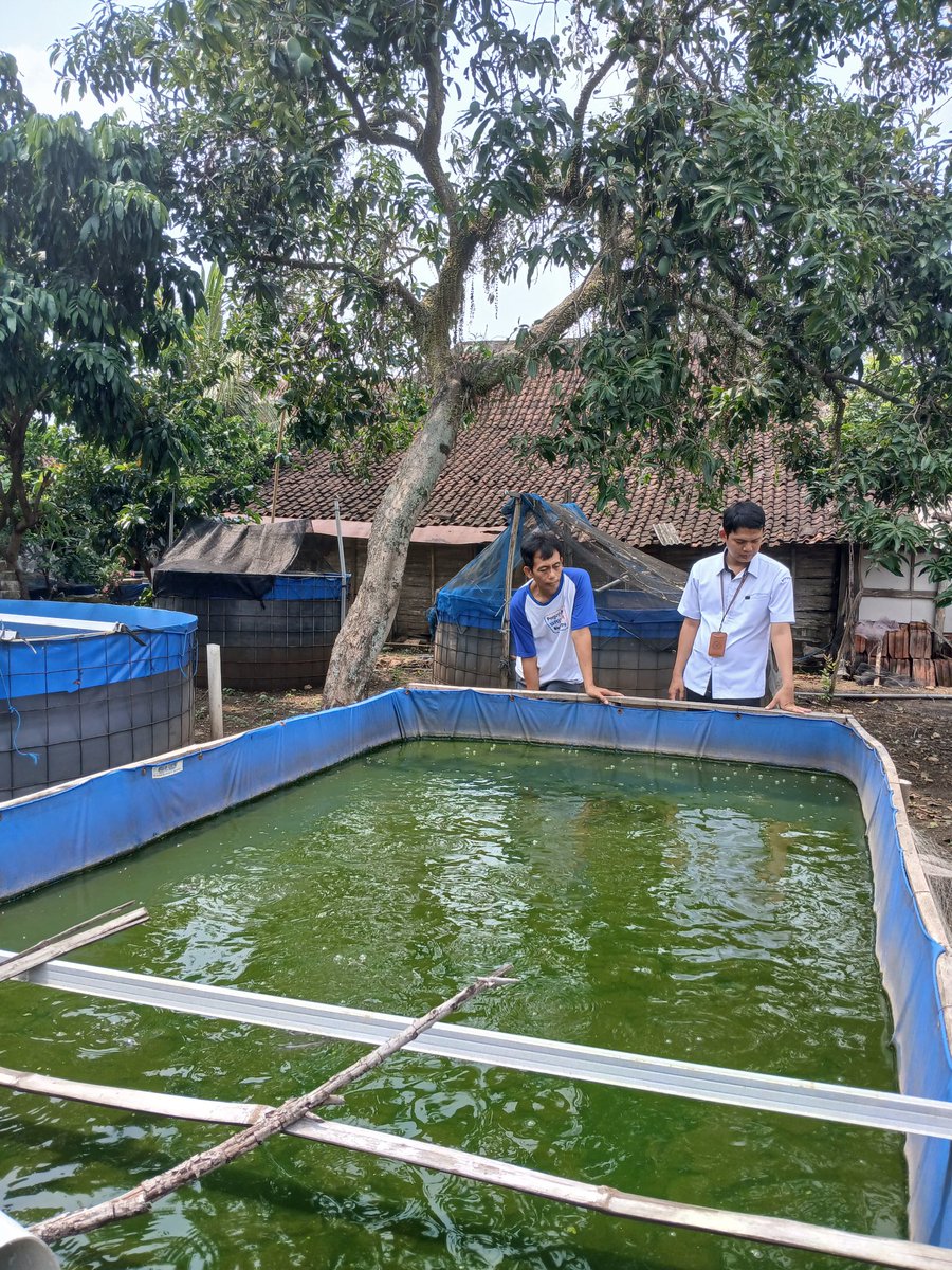 Firman_discuss's tweet photo. Rabu(13/11/24) Luhkan Blora Muhammad Firman, melaksanakan anjangsana pendataan produksi budidaya Ikan Lele di Pokdakan Berkah Mandiri Temengeng, jumlah produksi sekitar 200 kg/bulan
#luhlapor
#GiatLuhkanSatminkalBogor
@pusluh_bppsdm 
@PKBLU_bp3tegal https://t.co/EcKFWzPqIi
