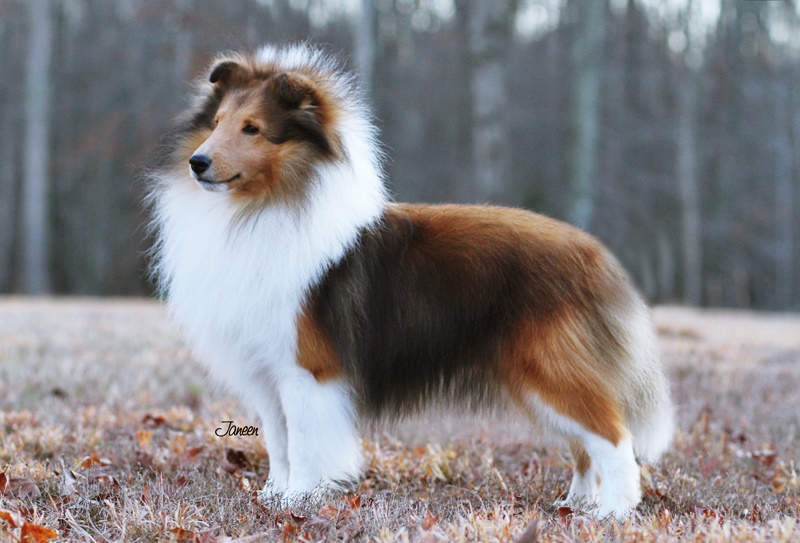 Showsight's tweet image. What’s your favorite thing about attending dog shows during this beautiful season? Is it the crisp weather, stunning backdrops, or something else? Share your thoughts below!🍂🍁

showsightmagazine.com

#ShowsightFamily #GoodbyeAutumn #purebred #dogshow #showsightmag