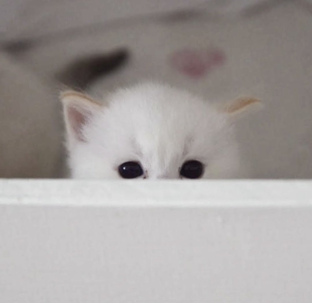 sheepbabu's tweet photo. 까-꿍 https://t.co/Es4hl1jy2e