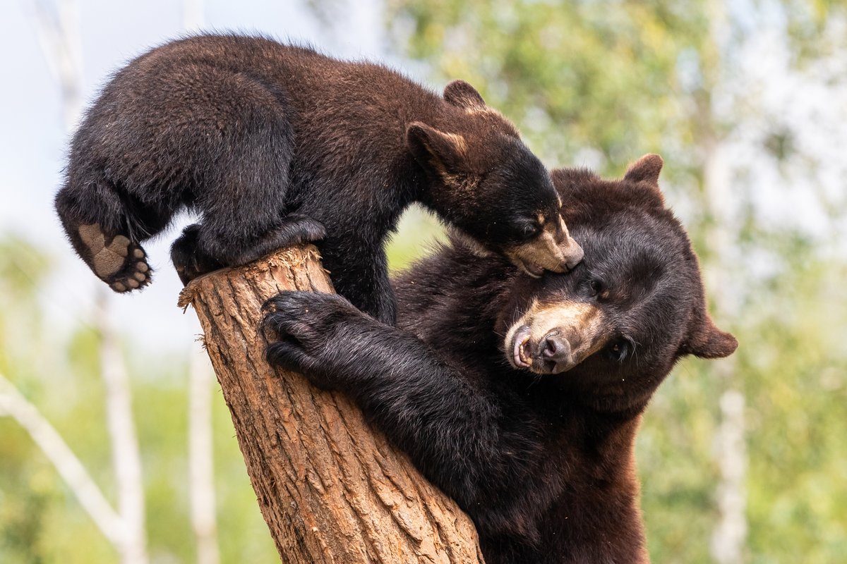 Tree Canada (@treecanada) on Twitter photo 🐾 How can we live peacefully with wildlife? In this article by <a href="/Y2Y_Initiative/">Yellowstone to Yukon Conservation Initiative</a>, Discover practical tips on planting bear-safe trees, reducing attractants, and how local efforts are fostering human-wildlife coexistence.
🔗bit.ly/4ew5YSn/ 🐾 How can we live peacefully with wildlife? In this article by <a href="/Y2Y_Initiative/">Yellowstone to Yukon Conservation Initiative</a>, Discover practical tips on planting bear-safe trees, reducing attractants, and how local efforts are fostering human-wildlife coexistence.
🔗bit.ly/4ew5YSn/