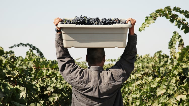 CaHumanDev's tweet photo. How Valuable are Migrant Farmworkers to CA’s economy?
Undocumented immigrants contribute over $151 billion to California’s economy and 4.9% of GDP. CHD helps these workers with job training, affordable housing, and a path to citizenship.
See https://t.co/dIh5dPgOzL https://t.co/HDo51PMzNX