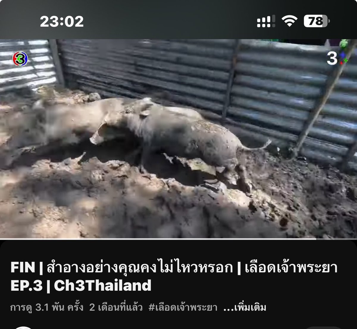 swasdi27490's tweet photo. ฉากแข่งกันจับหมู เป็นการทรมานสัตว์เพื่อความบันเทิงไหมหรือไหม
ฟังจากเสียงร้อง หมูหลายตัวน่าจะกลัว  
#แบนแม่หยัว https://t.co/ukJeKQpgWm