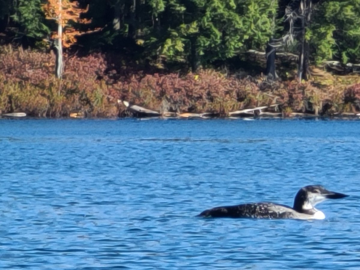 loons9997's tweet photo. The Loon Chaser 9000 earlier this year. Yes, I found the loons. #Looning #Looner https://t.co/PL5AOC7Eu4