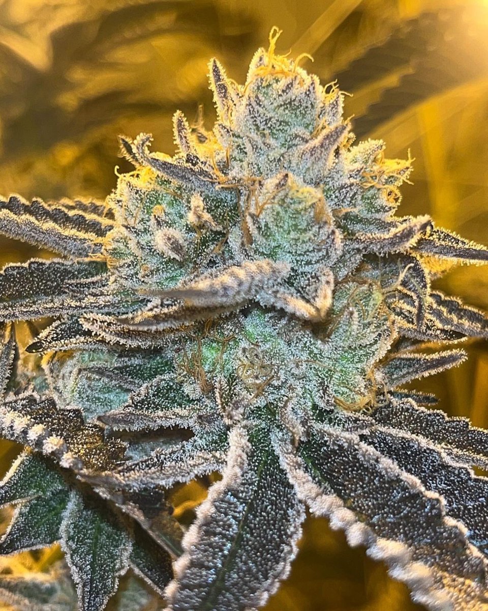 Terpee Burger (Terpee Slurpee x Donny Burger) 🍊🍔 #surfrseeds

Grown and hunted by: IG/@soil_goons IG/@eugreen_farms