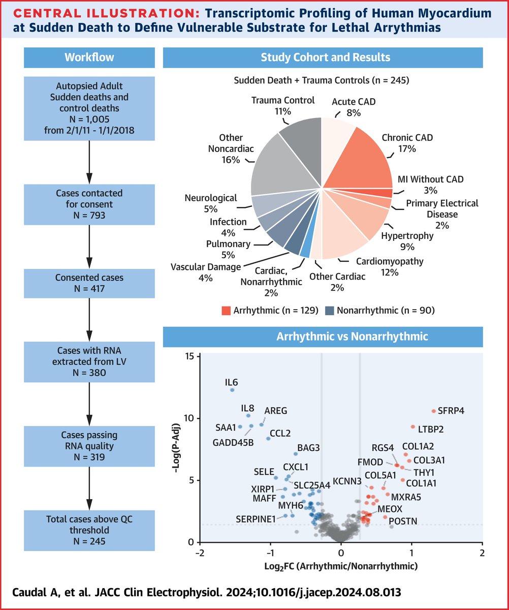 Arianne Caudal (@arianneinthelab) on Twitter photo We've linked LV myocardium to specific arrhythmic & non-arrhythmic causes of sudden death to find substrates for lethal arrhythmias. Bringing us closer to answering the longstanding question, "Why that day?" In Press @JACCCEP, oral poster 11/18 #AHA24 <a href="/JACCJournals/">JACC Journals</a> <a href="/SF_POSTSCD/">POST SCD Study</a> We've linked LV myocardium to specific arrhythmic & non-arrhythmic causes of sudden death to find substrates for lethal arrhythmias. Bringing us closer to answering the longstanding question, "Why that day?" In Press @JACCCEP, oral poster 11/18 #AHA24 <a href="/JACCJournals/">JACC Journals</a> <a href="/SF_POSTSCD/">POST SCD Study</a>