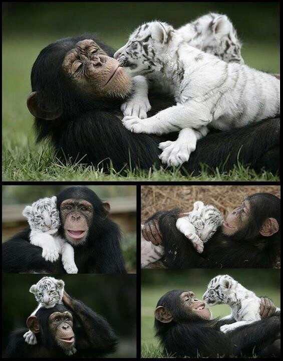 Why you should love animals tweet media