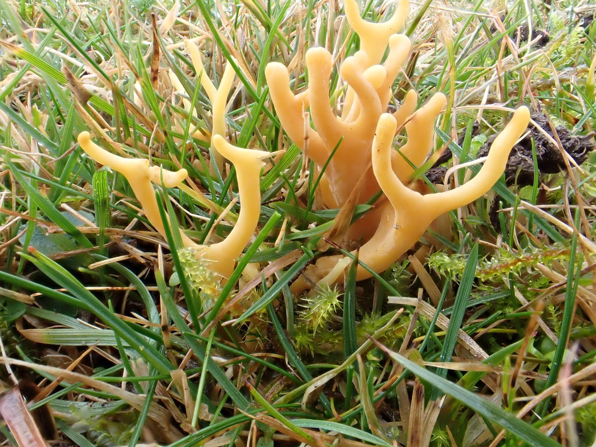 A cool misty moorland mooch this morning.Some interesting fungi seen , including hundreds of Waxcaps and Earthtongues !