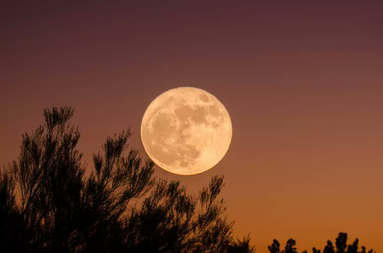 BrzzyWeather's tweet image. The Full Beaver Moon is Here! Tonight, gaze upon the final supermoon of 2024, the Full Beaver Moon. This moon not only illuminates our night but also marks the time when beavers prepare for winter. #BeaverMoon #Supermoon 🧵1/5