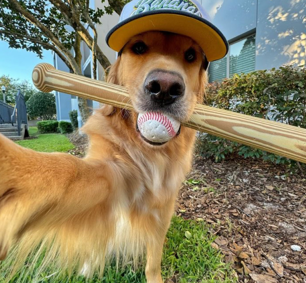 fdc as dogs (@fontainesdogc) on Twitter photo 