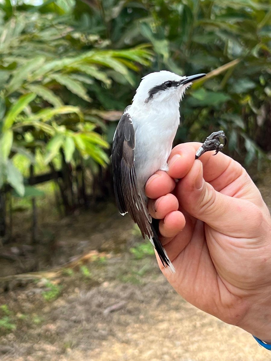 com_housemartin's tweet photo. A fantastic end to the Ecuador ringing expedition at #RanchoTangaré resulting in a total of 352 birds ringed of 93 species! A brilliant start to the establishment of a permanent bird ringing station at the site. A big thank you to the ringers and support personnel involved! https://t.co/wv4uTDFtd1