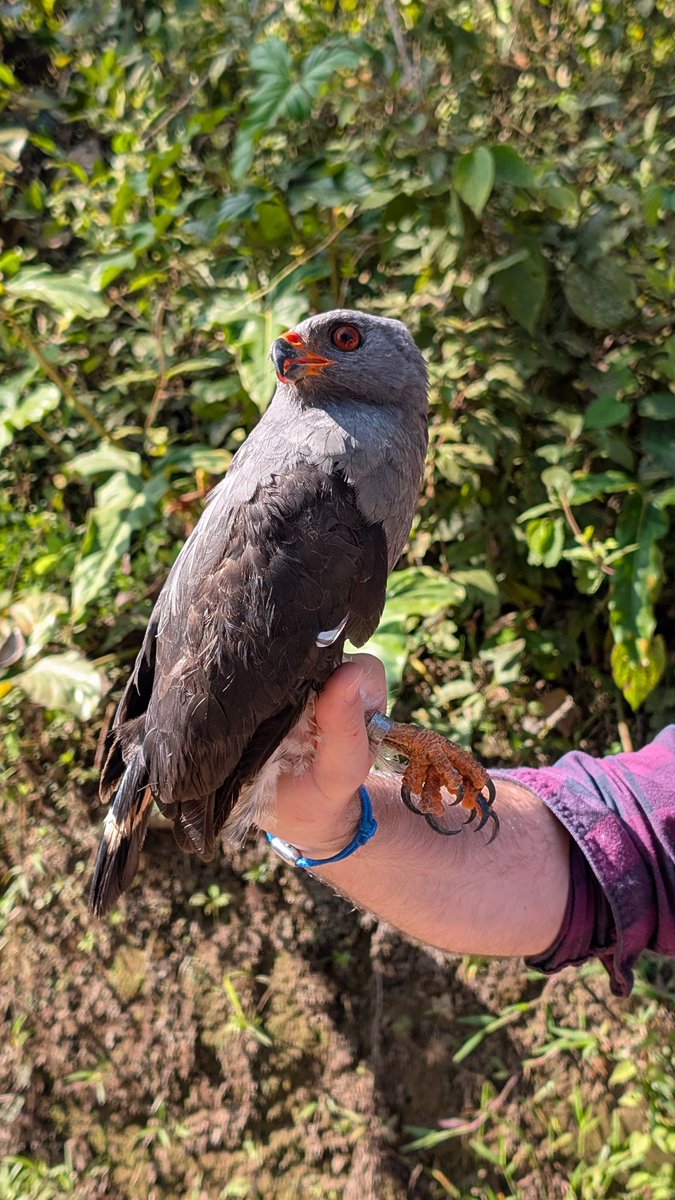 com_housemartin's tweet photo. A fantastic end to the Ecuador ringing expedition at #RanchoTangaré resulting in a total of 352 birds ringed of 93 species! A brilliant start to the establishment of a permanent bird ringing station at the site. A big thank you to the ringers and support personnel involved! https://t.co/wv4uTDFtd1