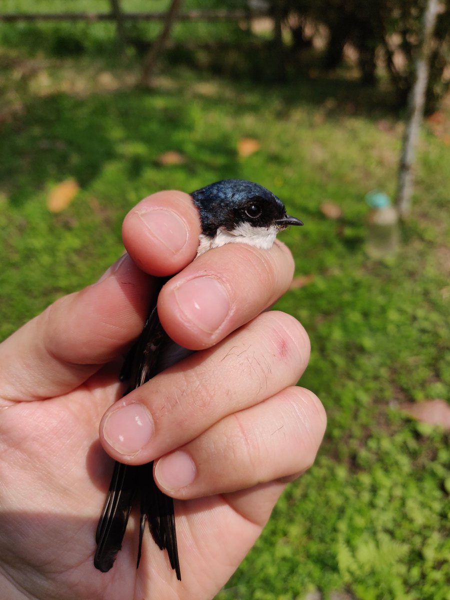 com_housemartin's tweet photo. A fantastic end to the Ecuador ringing expedition at #RanchoTangaré resulting in a total of 352 birds ringed of 93 species! A brilliant start to the establishment of a permanent bird ringing station at the site. A big thank you to the ringers and support personnel involved! https://t.co/wv4uTDFtd1