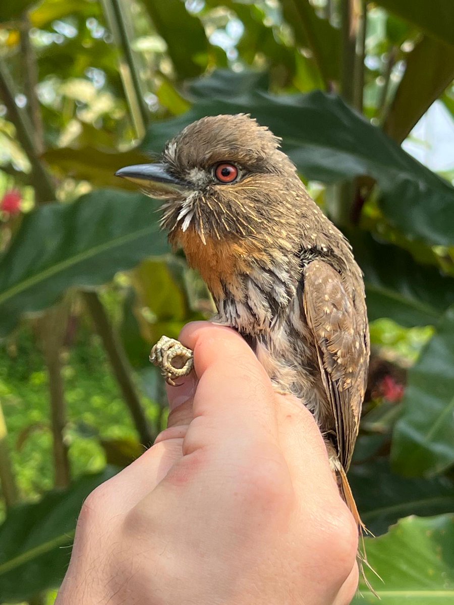 com_housemartin's tweet photo. A fantastic end to the Ecuador ringing expedition at #RanchoTangaré resulting in a total of 352 birds ringed of 93 species! A brilliant start to the establishment of a permanent bird ringing station at the site. A big thank you to the ringers and support personnel involved! https://t.co/wv4uTDFtd1