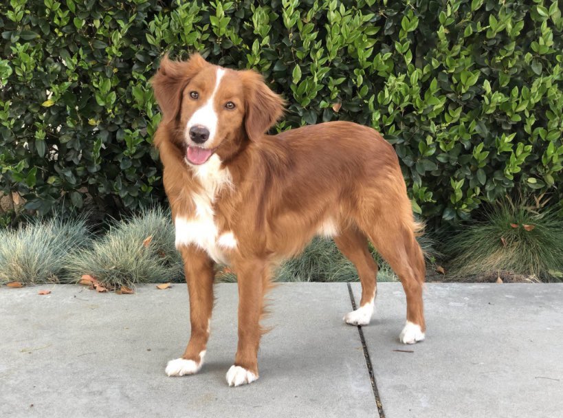jnfication's tweet photo. — El perro que acompaña a #JIN en "Running Wild" se llama "Tango". Es parte de "Good Dog Animals", una organización que entrena a mascotas rescatadas para su participación en cine y televisión.

También rehabilitan animales salvajes para liberarlos en su hábitat natural. https://t.co/5AyrjDsk3Z